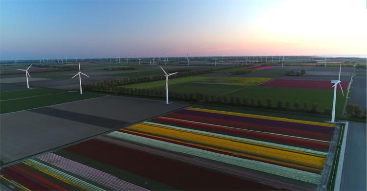 Tulpenfestival Nederland in 4K gefilmd met DJI Phantom 4 Advanced